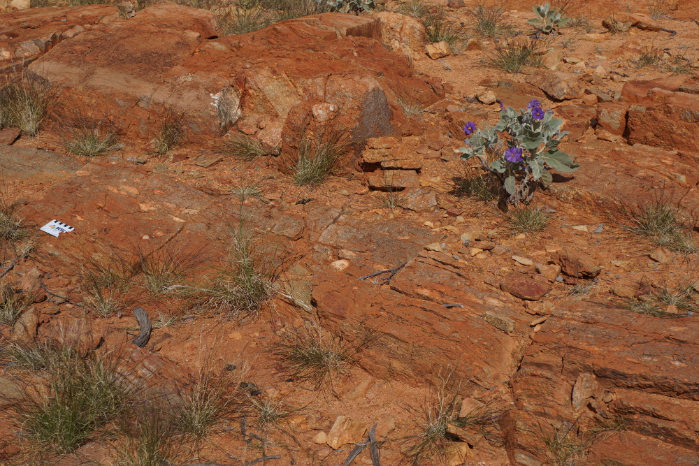 Outcrop of psuedotachylite dyke cutting Yarrabubba Granite